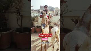 Bakra King Dosage for Goats amp Sheeps shorte [upl. by Annalise]