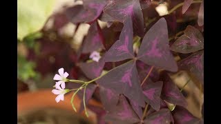 Oxalis Indoor Care  How Do You Take Care of a Purple ShamrockUrduHindi [upl. by Cressler]