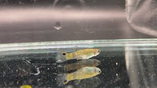 Micropoecilia picta  Swamp guppy juveniles [upl. by Eenimod]