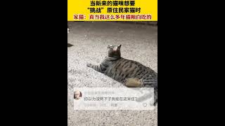 猫界洪金宝 一辆猫 cat kucing shorts [upl. by Claretta]