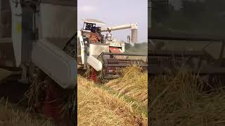 Yanmar YH 700 Full Feed Combine Harvester combine Harvester Domo Jitboy tractor [upl. by Kirat139]