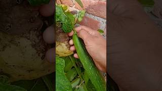 Harvesting vegetablesfarmingshort shortstrendingyoutubeshortsharvest trending [upl. by Naz]