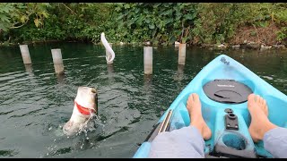 Prespawn fatty hanging out in the culvert 8quot Sakamata shad coming in clutch for my only bite [upl. by Tarsus9]