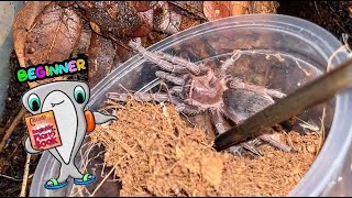 This is why Aphonopelma seemanni make a great starter tarantula [upl. by Asiat]