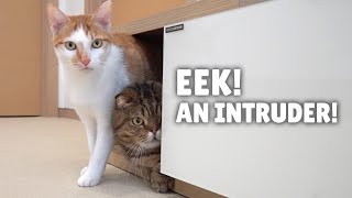 How Will My Cats React to an Intruder in the House  Kittisaurus Villains [upl. by Deeanne]