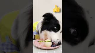 Are blueberries GOOD for dogs 🫐🐶 [upl. by Crofoot]