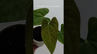 FS x Luxurians plants anthuriumplant plantlover anthurium tanamanhias anthuriumindonesia [upl. by Iturhs414]