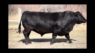 Semex Beef Angus Spring Bull Night 2021 [upl. by Hosea]