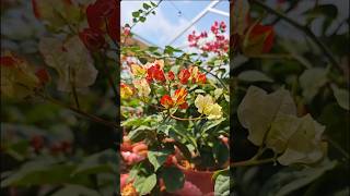 ID Citra Monduring  Bougainvillea Garden  Flowers Bloom  Rare Collection  Tips  grafted  grow [upl. by Syst878]