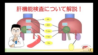 獣医臨床総論１ ２回目 肝機能検査 [upl. by Pearlman]