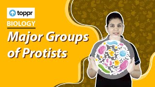 Major Groups of Protists  Microorganism  Class 8 Biology [upl. by Marcell]