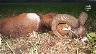 Mouflon hunts with wwwultimatehuntingeu Gold medal trophies  hunting in Poland [upl. by Kawasaki400]