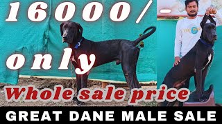 sold out  greatdane dogs forsale lydogsfarm [upl. by Rothwell]