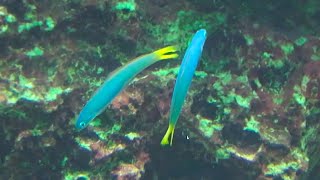 オグロクロユリハゼ Blacktail goby Ptereleotris heteroptera [upl. by Notlim698]