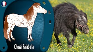 CHEVAL FALABELLA les premiers plus petits chevaux de lhistoire RACES DE CHEVAUX [upl. by Anat]