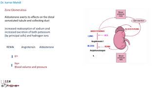 19 Hyperaldosteronism [upl. by Newcomer]