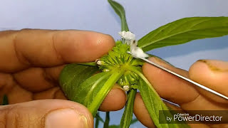 Lamiaceae Leucas taxonomic workout Botany [upl. by Philender809]