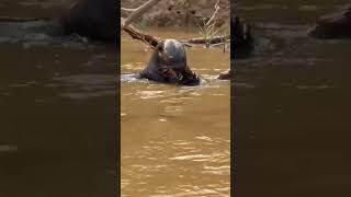 Loutre géante dAmazonieGuyane française [upl. by Dnumsed]