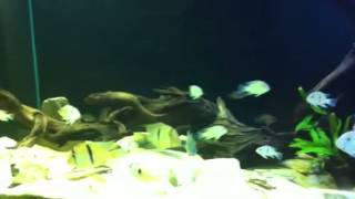 300g Guianacara fish Tank [upl. by Keily666]