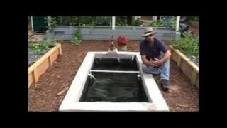 How we add Freshwater Prawns  Shrimp to our Aquaponics System [upl. by Rodger866]