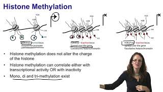 2 Histone acetylation and histone methylation [upl. by Nohsid]