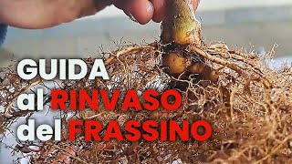 GUIDA al RINVASO del FRASSINO BONSAI [upl. by Isiah36]