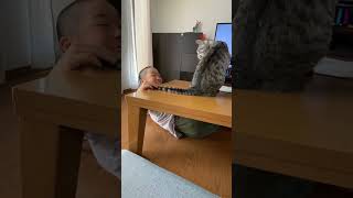 Cat meowing shorts cat furrmeoww catvideos furryanimals funny catmeowing [upl. by Ehtyde]