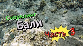 Снорклинг Бали часть 3Snorkeling BALI part 3 [upl. by Meeharbi]