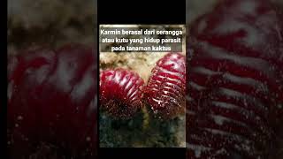 Insecta Viral Penghasil Karmin Pewarna alami makanan [upl. by Kutzer123]