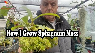 How to Grow Live sphagnum moss for top dressing on my Nepenthes 92 [upl. by Elletnohs295]