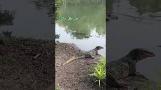 Water Monitor 10112024 nonthaburi thailand thailandtravel watermonitor [upl. by Laughlin]