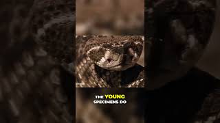 Rattlesnake Facts The Deadly Truth Revealed naturedocumentary [upl. by Fremont936]