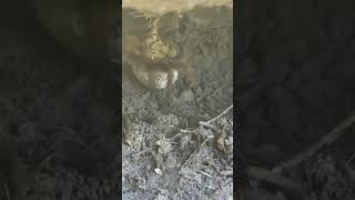 Wolf Spider update wolfspiders youtubeshorts [upl. by Evoy]