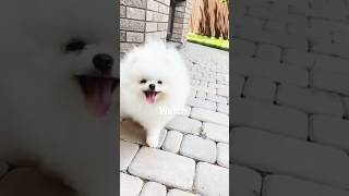 puppies surprise dancing car  puppies shortsviral trendingshorts shorts [upl. by Brigham]