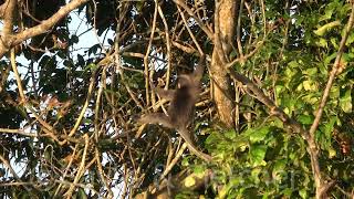 Dusky Langur juvenile feeding on leaves Malaysia 20220221080613uhd [upl. by Ahsienal]