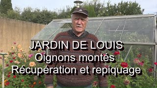 Oignons montés récupérez et repiquez LC VIDEO [upl. by Chivers427]