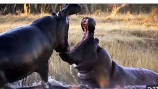 Buffolo Vs Hippo  Loin Vs Buffolo [upl. by Neras907]