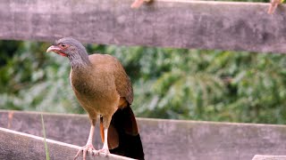 CHACO CHACHALACA Wild birds free in nature ORTALIS CANICOLLIS ARACUÃDOPANTANAL Beautiful birds [upl. by Diehl]