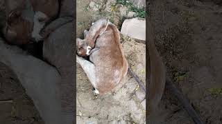 pregnancy toxaemia in pregnant goat [upl. by Lutim]