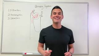 Fundamentals of Urinary System [upl. by Nesnej]