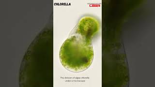 Green Algae 10 Examples of Green Algae  chlorophyceae biologyexams4u greenalgae [upl. by Anahpos625]