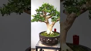 Boxwood Buxus bonsai tree [upl. by Kcirderfla]