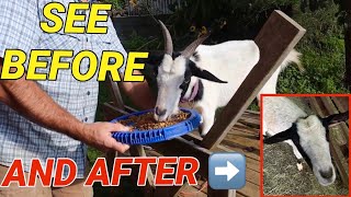 How to dehorn an adult bully goat with banding see before and after how long it took [upl. by Aya]