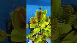 How Flytraps Bait Wasps shorts [upl. by Eitsyrhc739]