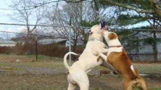 American Bulldog Ch Demon Deuce and Darla springpole workout [upl. by Ysteb6]