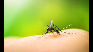 Especialistas mantienen monitoreos en albergues debido al dengue [upl. by Cosenza232]