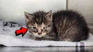 Man found stray tabby kitten and rushed to the nearest vets clinic for help [upl. by Nertie]