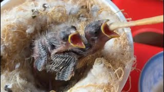 Hand Feeding Baby Red Siskin Birds [upl. by Wahkuna]