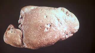 The Incredible Stories that Coprolites Can Tell [upl. by Schapira]