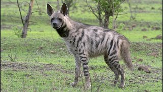 Striped Hyena Sound Effects [upl. by Guinevere]